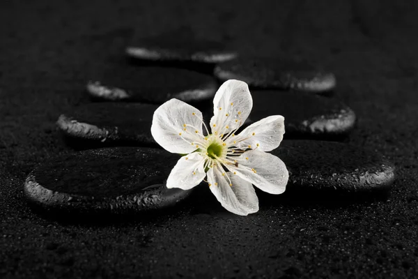 与春天的花朵，在黑石头的水滴 — 图库照片