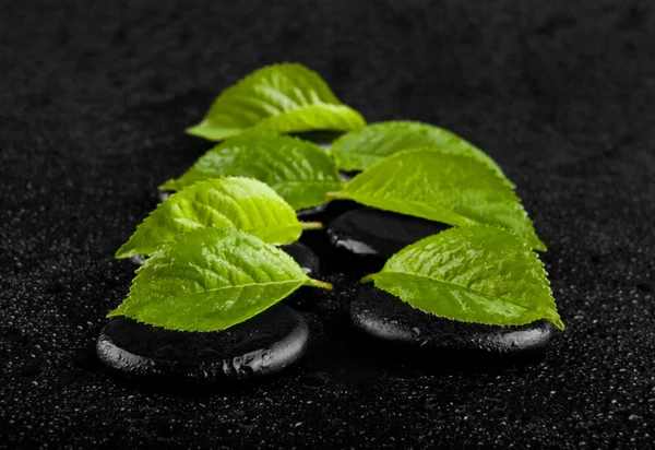 Svart sten med gröna blad i droppar vatten — Stockfoto