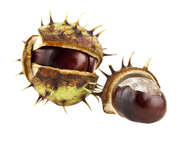Chestnut is isolated on a white background — Stock Photo, Image