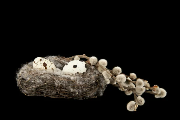 Kwarteleitjes zijn geïsoleerd op een zwarte achtergrond — Stockfoto