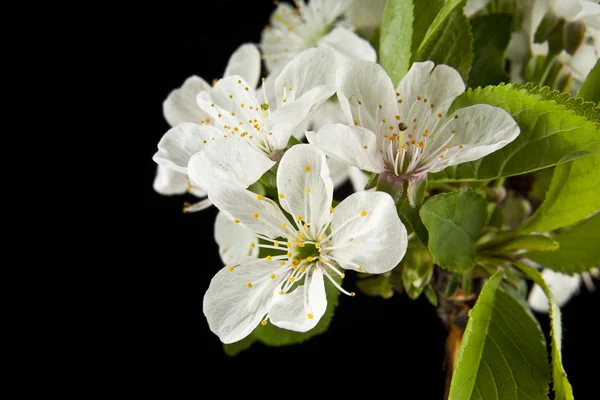 Flores de primavera de cereja — Fotografia de Stock