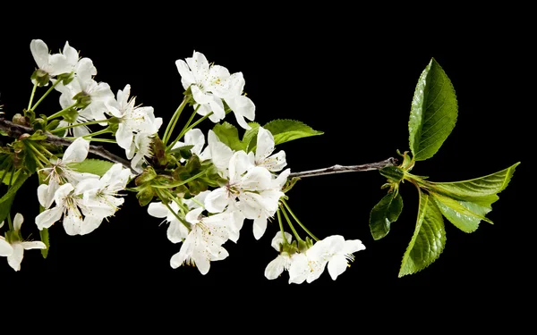 Bahar çiçekleri kiraz — Stok fotoğraf