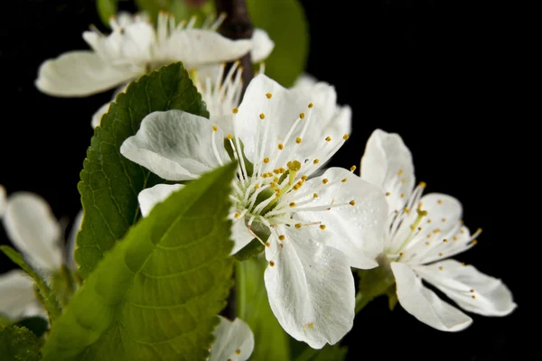 Spring flowers of cherry — Stock Photo, Image