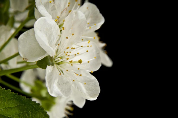 Vårblommor av körsbär — Stockfoto