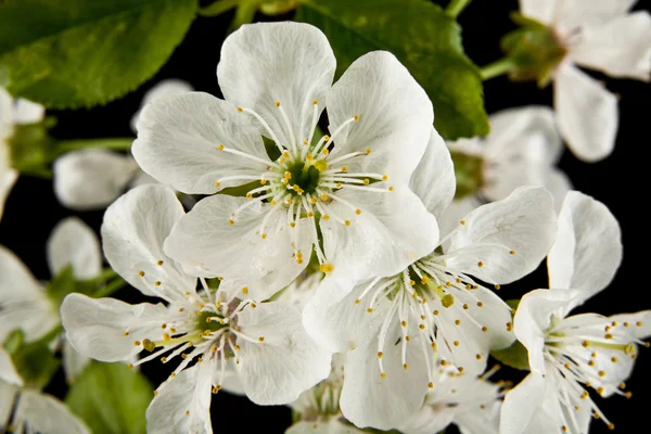 Jarní květiny Cherry — Stock fotografie