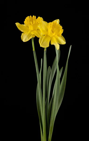 Jonquille jaune printemps fleurs isolées sur fond noir — Photo