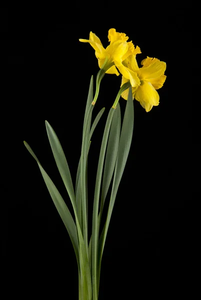 Gul påsklilja vårblommor isolerad på svart bakgrund — Stockfoto