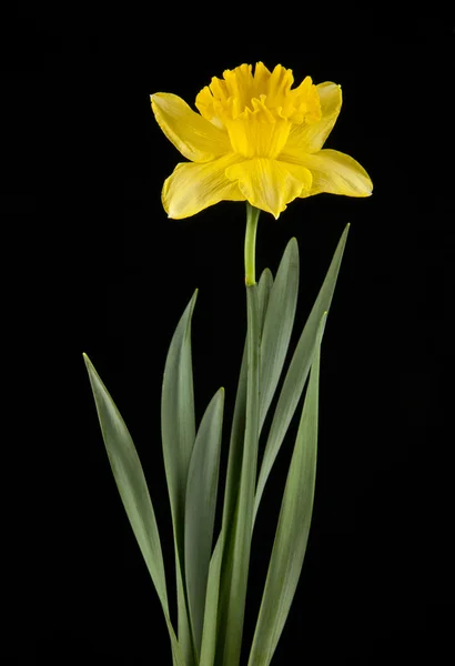 Primavera amarelo daffodil flores isoladas no fundo preto — Fotografia de Stock