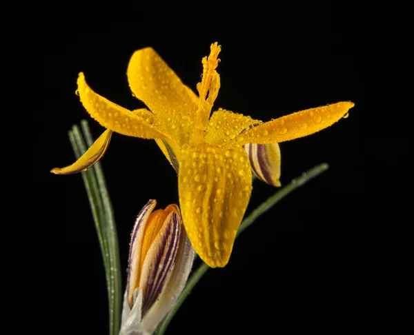 yellow flowers isolated on a black background