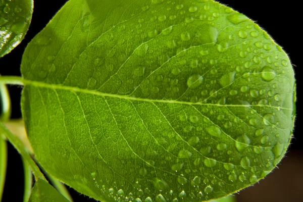 Green leaves in water drops — Stock Photo, Image