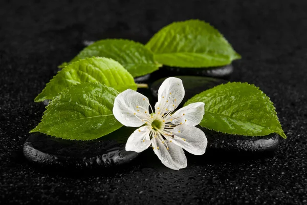 Zwarte steen met een bloem van de lente en groene bladeren in druppels wa — Stockfoto
