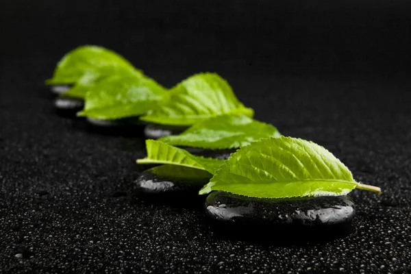 Piedra negra con hojas verdes en gotas de agua —  Fotos de Stock