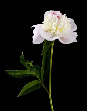 Beyaz şakayık çiçekleri siyah arka planda izole edilmiş..