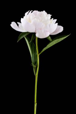 Beyaz şakayık çiçekleri siyah arka planda izole edilmiş..