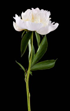 Beyaz şakayık çiçeği siyah arka planda izole edilmiş. Yakın plan..