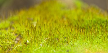 Yerde güzel yeşil yosun var. Yakından çek, makro.. 