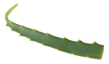 Aloe yeşil yaprağı beyaz arkaplanda izole edildi.