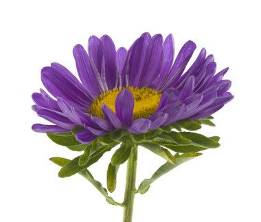 Aster çiçekleri beyaz arkaplanda izole edilmiş..