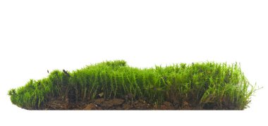 Yeşil yosun beyaz bir arkaplanda izole edilmiş..