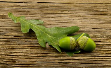 Eski ahşap bir masada yeşil meşe palamutları, yakın plan.