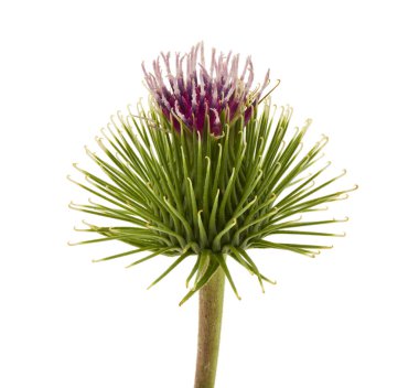 Beyaz arkaplanda yeşil dulavrat çiçekleri izole edildi.