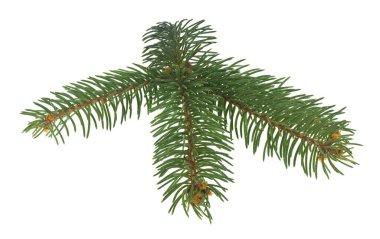 Yeşil Noel ağacı dalı beyaz arka planda izole edilmiş. Noel ve Yeni Yıl çizimleri için bir unsur olarak.