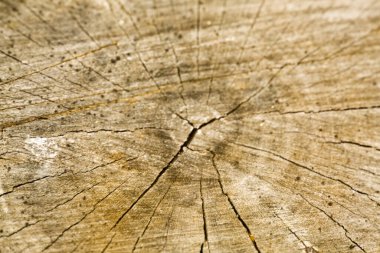 Çizimleriniz için arkaplan olarak ağaç kesimi dokusu.