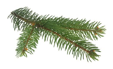 Yeşil Noel ağacı dalı beyaz arka planda izole edilmiş. Noel ve Yeni Yıl çizimleri için bir unsur olarak.