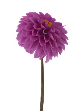 Zinnia çiçekleri beyaz arkaplanda izole edilmiş..