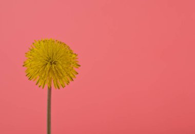 Pembe arka planda sarı karahindiba..