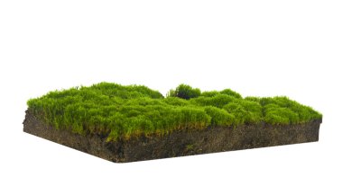 Yeşil yosun beyaz arkaplanda izole edildi. Makro 'yu kapatın, tam odaklı..