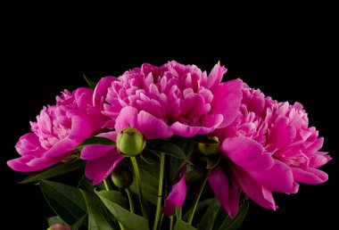 Siyah arka planda izole edilmiş pembe şakayıklar..