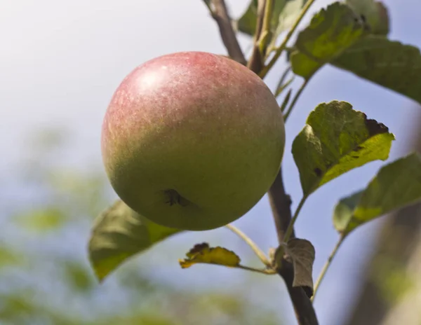Zralá Čerstvá Šťavnatá Jablka Zahradě — Stock fotografie