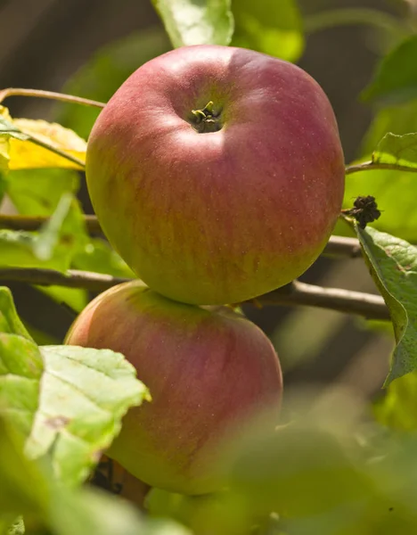 Ağaç Bahçesinde Olgun Taze Sulu Elmalar — Stok fotoğraf