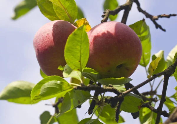 Rijpe Verse Sappige Appels Een Boomgaard — Stockfoto