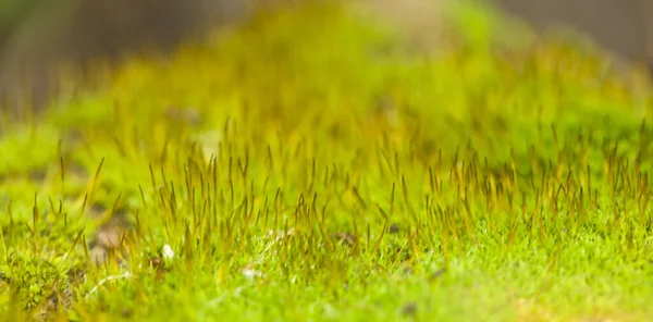 地板特写上美丽的绿色苔藓 — 图库照片