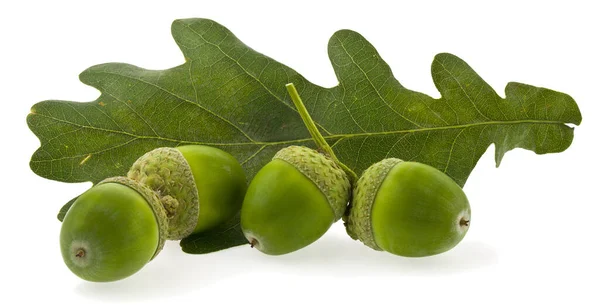 Foglia Verde Quercia Ghiande Isolata Fondo Bianco Primo Piano — Foto Stock