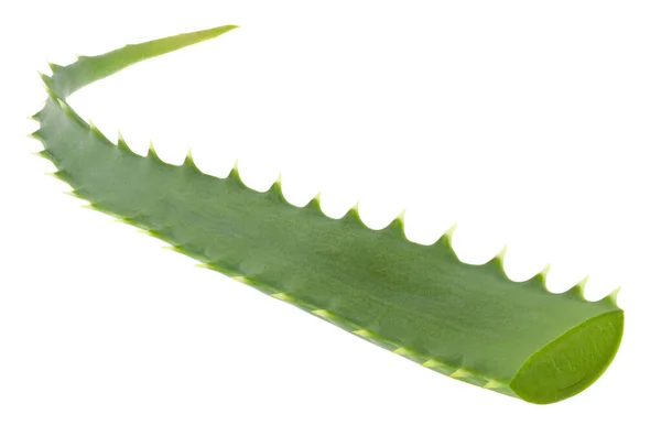 Aloe Zöld Levelek Elszigetelt Fehér Háttér Közelkép — Stock Fotó
