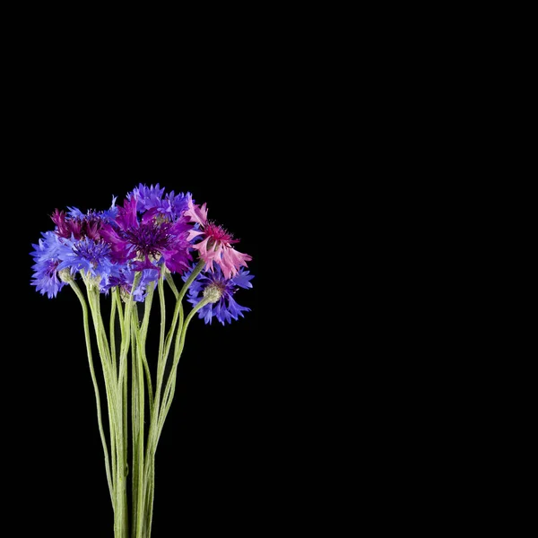 Bouquet Fiordaliso Blu Isolato Sfondo Nero Primo Piano — Foto Stock