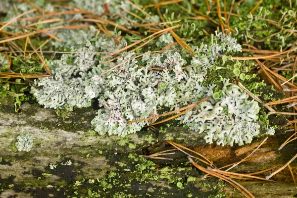 Belle Mousse Verte Sur Champ Dans Une Forêt Gros Plan — Photo