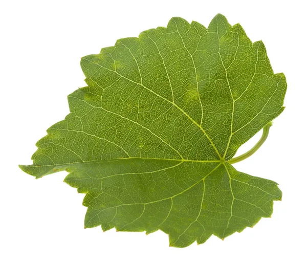 Grünes Blatt Der Traube Isoliert Auf Weißem Hintergrund Nahaufnahme — Stockfoto