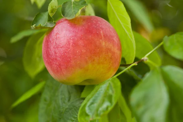 Rijpe Verse Sappige Appels Een Boomgaard — Stockfoto