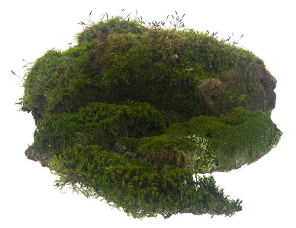 Green moss isolated on a white background close-up.