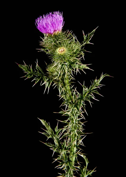 Thistle isolated on a black background close-up.