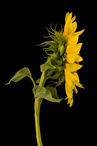 Цветок Подсолнечника Черном Фоне Крупным Планом — стоковое фото