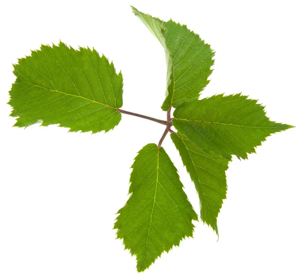 Grüne Blätter Der Brombeere Isoliert Auf Weißem Hintergrund Nahaufnahme — Stockfoto