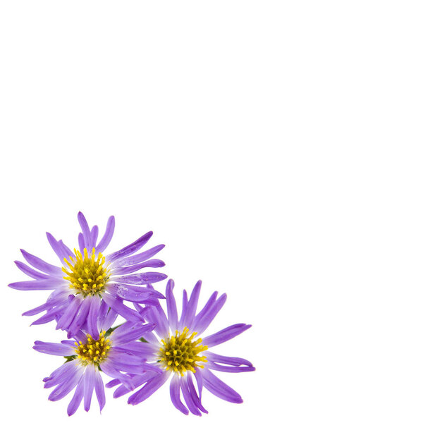 Aster flowers isolated on white background close-up.