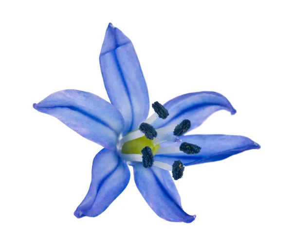 Primavera Flores Azules Que Florecen Nevadas Aisladas Sobre Fondo Blanco — Foto de Stock