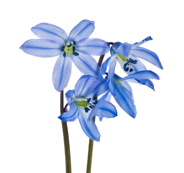 蓝色的花朵绽放在雪地上 与白色的背景紧密相连 — 图库照片