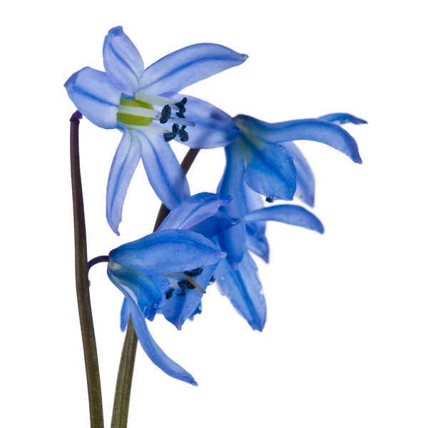 Scilla Bleu Isolé Sur Fond Blanc Fleurs Printemps — Photo